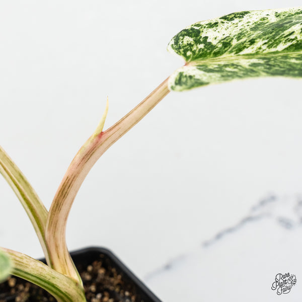 Philodendron 'Emerald Ice' (wk52-J)