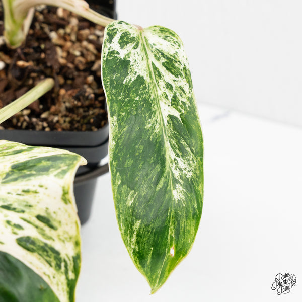 Philodendron 'Emerald Ice' (wk2-O)