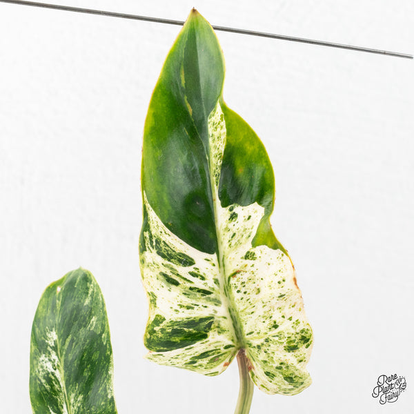 Philodendron 'Emerald Ice' (wk2-O)