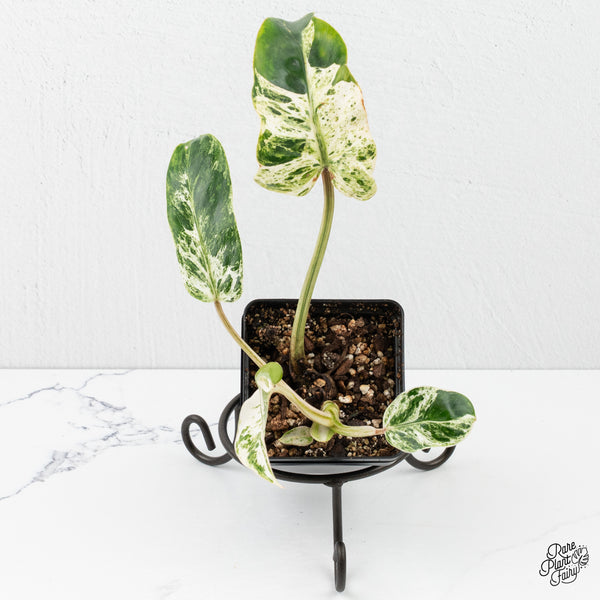 Philodendron 'Emerald Ice' (wk2-O)