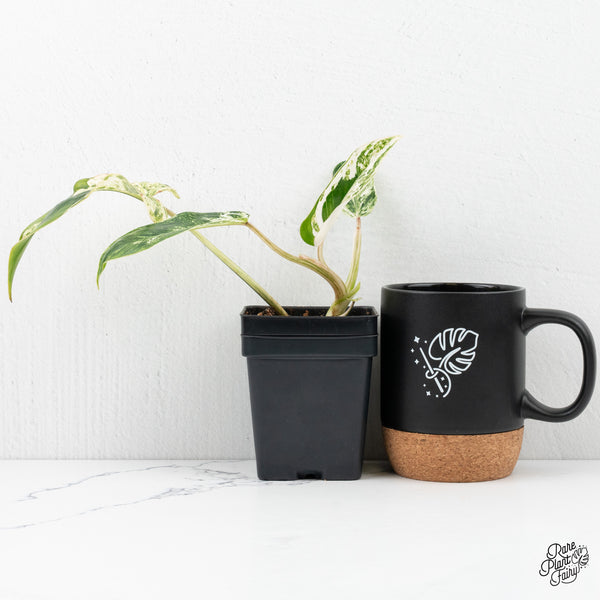 Philodendron 'Emerald Ice' (wk2-O)