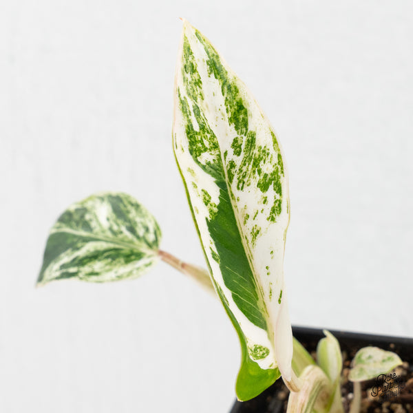 Philodendron 'Emerald Ice' (wk2-O)