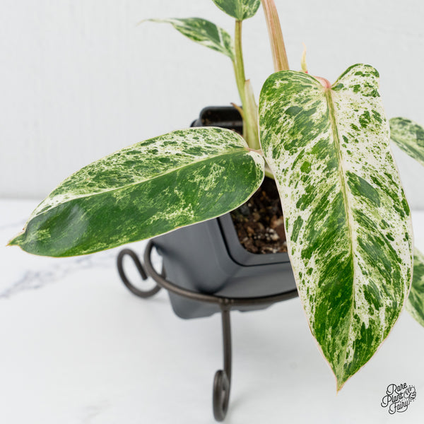 Philodendron 'Emerald Ice' (wk4-O)