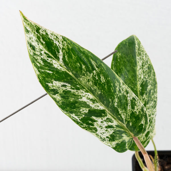 Philodendron 'Emerald Ice' (wk4-O)