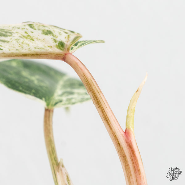 Philodendron 'Emerald Ice' (wk4-O)