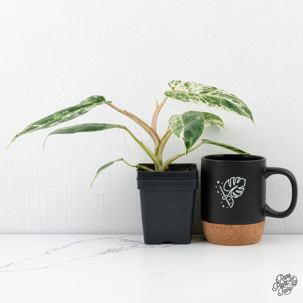 Philodendron 'Emerald Ice' (wk4-O)