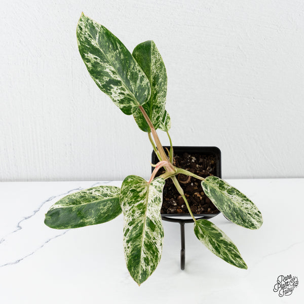 Philodendron 'Emerald Ice' (wk4-O)