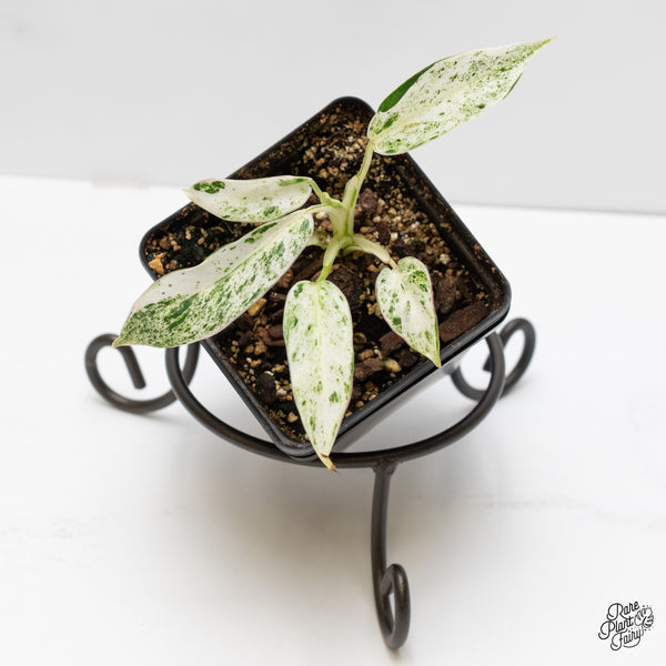 Philodendron 'Emerald Ice' (wk5-B)