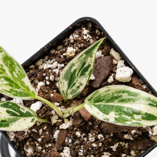 Philodendron 'Emerald King' (wk5-E)