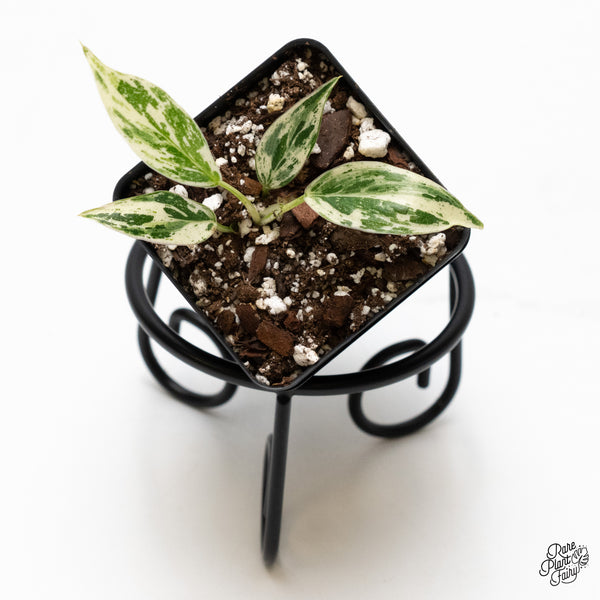 Philodendron 'Emerald King' (wk5-E)