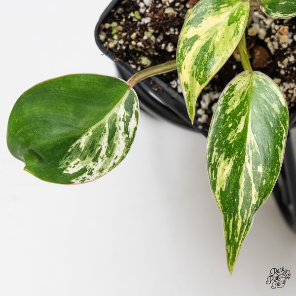 Philodendron 'Emerald King' (wk5-F)