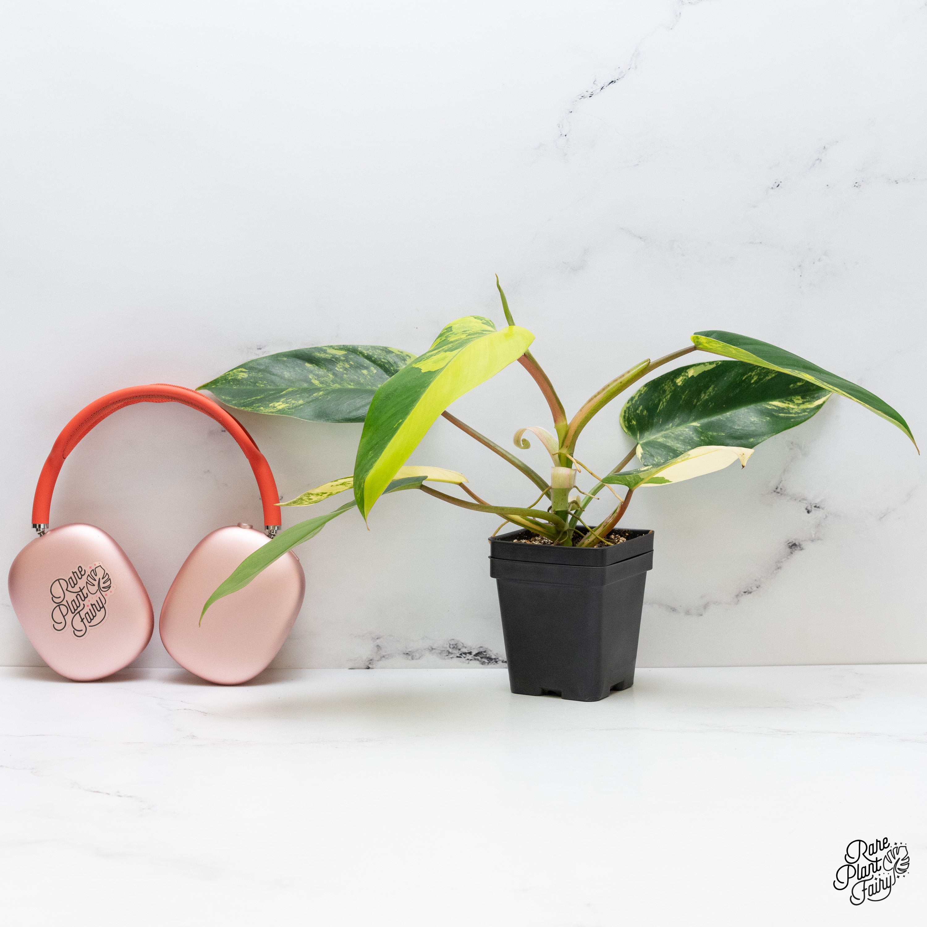 Philodendron 'Emerald Queen' Variegated (wk40-G) – Rare Plant Fairy