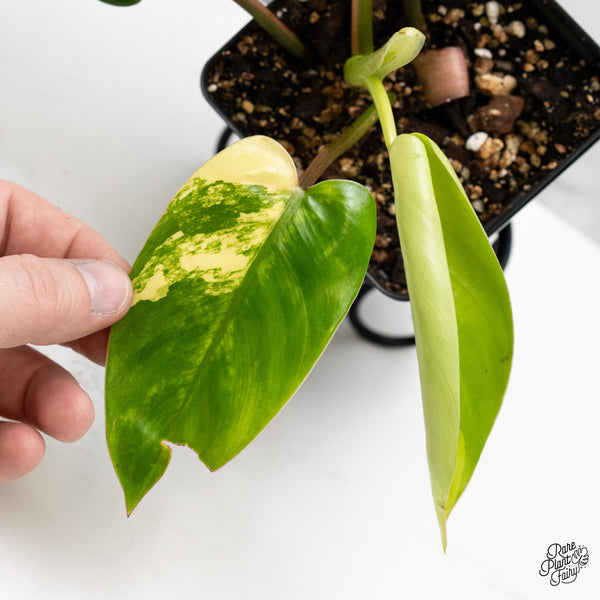 Philodendron 'Emerald Queen' Variegated (wk45-I)