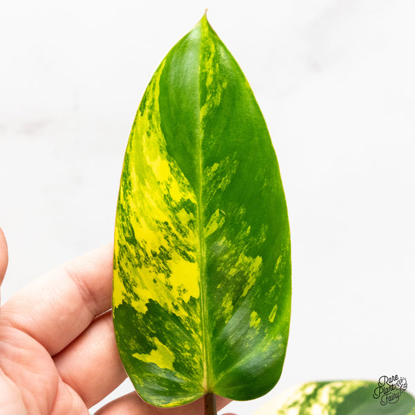Philodendron 'Emerald Queen' Variegated (wk45-I)