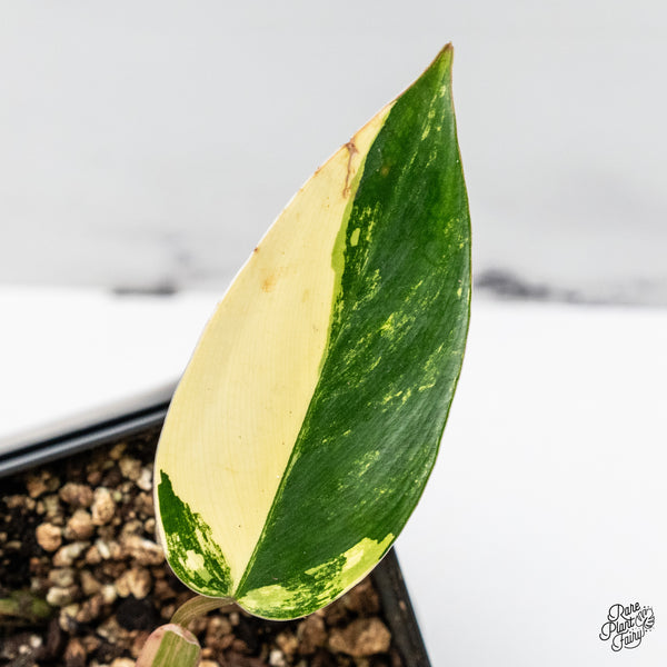 Philodendron 'Emerald Queen' Variegated (wk49-J)
