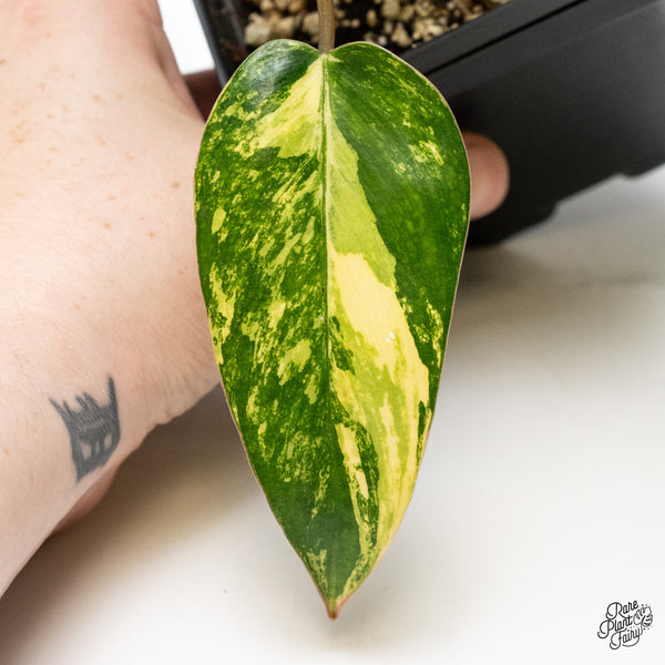 Philodendron 'Emerald Queen' Variegated (wk48-I)