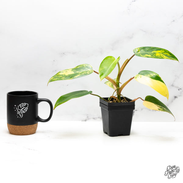 Philodendron 'Emerald Queen' Variegated (wk48-I)