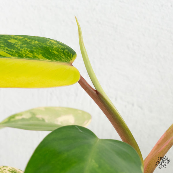 Philodendron 'Emerald Queen' Variegated (wk1-K)