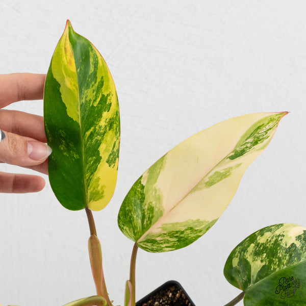 Philodendron 'Emerald Queen' Variegated (wk1-K)