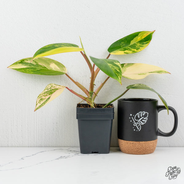 Philodendron 'Emerald Queen' Variegated (wk1-K)