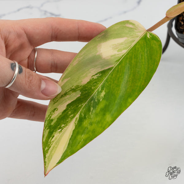 Philodendron 'Emerald Queen' Variegated (wk1-K)
