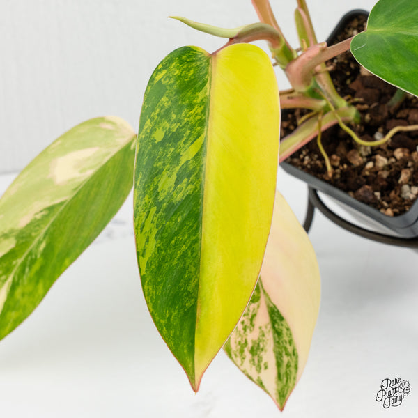 Philodendron 'Emerald Queen' Variegated (wk1-K)