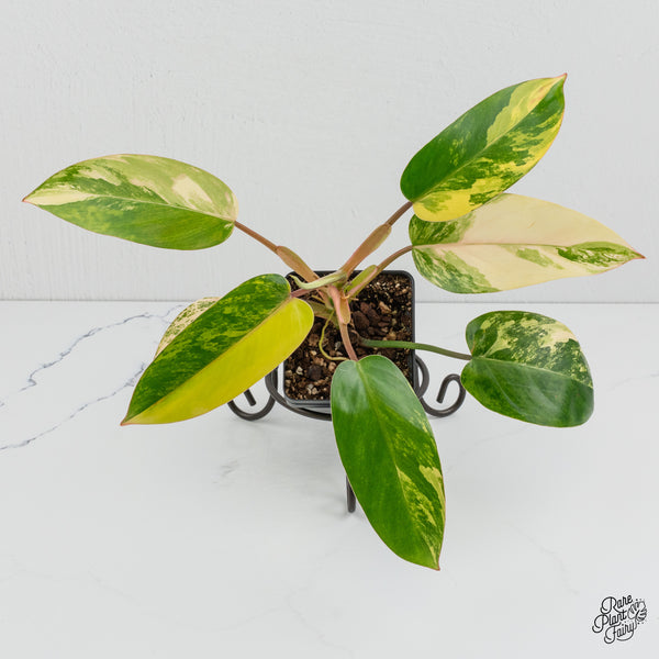 Philodendron 'Emerald Queen' Variegated (wk1-K)