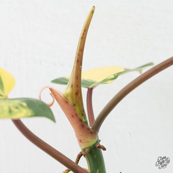 Philodendron 'Emerald Queen' Variegated (wk3-G)