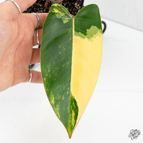 Philodendron 'Emerald Queen' Variegated (wk3-G)