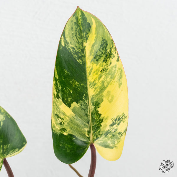 Philodendron 'Emerald Queen' Variegated (wk3-G)