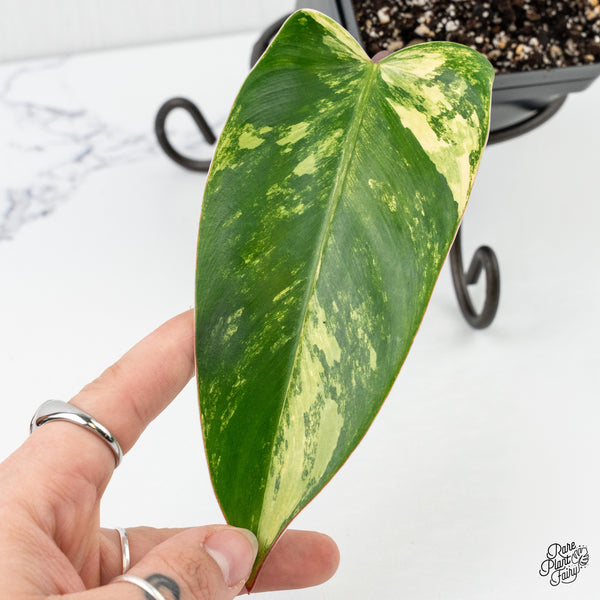 Philodendron 'Emerald Queen' Variegated (wk3-G)