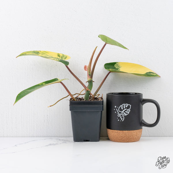 Philodendron 'Emerald Queen' Variegated (wk3-G)