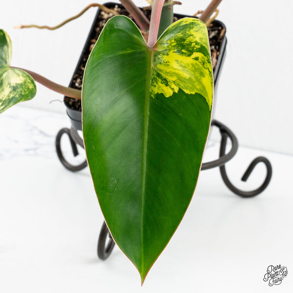 Philodendron 'Emerald Queen' Variegated (wk3-G)