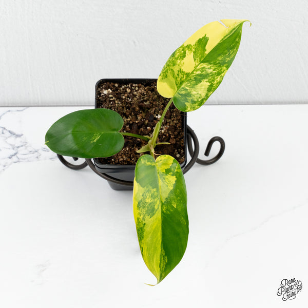 Philodendron 'Emerald Queen' Variegated (wk4-M)