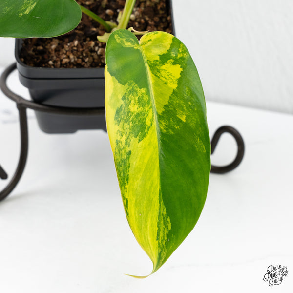 Philodendron 'Emerald Queen' Variegated (wk4-M)