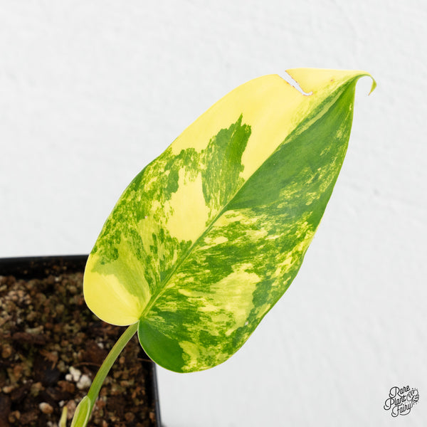Philodendron 'Emerald Queen' Variegated (wk4-M)