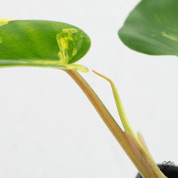 Philodendron 'Emerald Queen' Variegated (wk4-M)