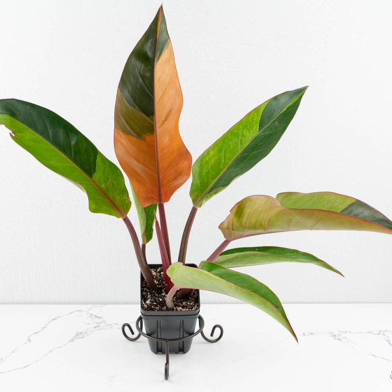 Philodendron 'Firebird' Variegated (wk12-UX)