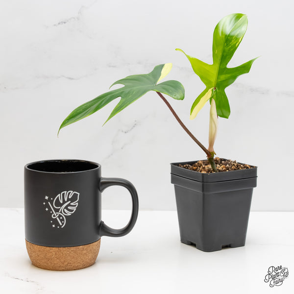 Philodendron 'Florida Beauty' Albo Variegated (wk5-Q)