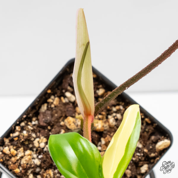 Philodendron 'Florida Beauty' Albo Variegated (wk5-Q)