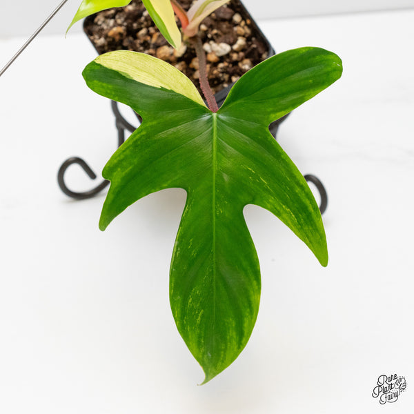 Philodendron 'Florida Beauty' Albo Variegated (wk5-Q)