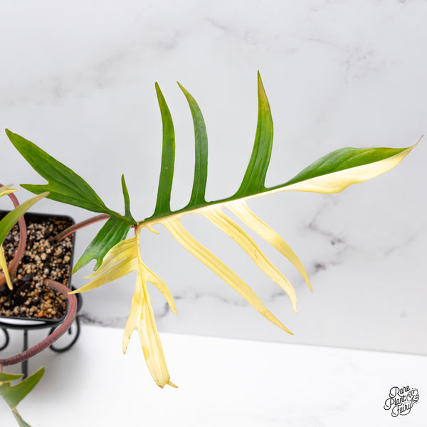 Philodendron 'Florida Beauty x Polypodioides' Variegated (wk43-N)