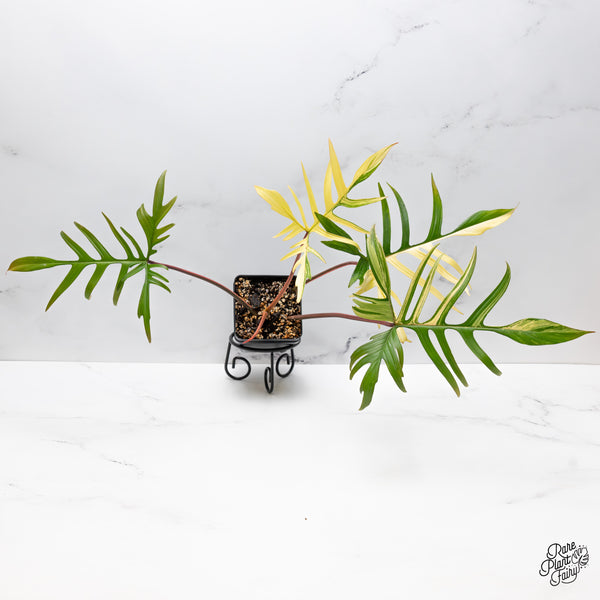 Philodendron 'Florida Beauty x Polypodioides' Variegated (wk43-N)