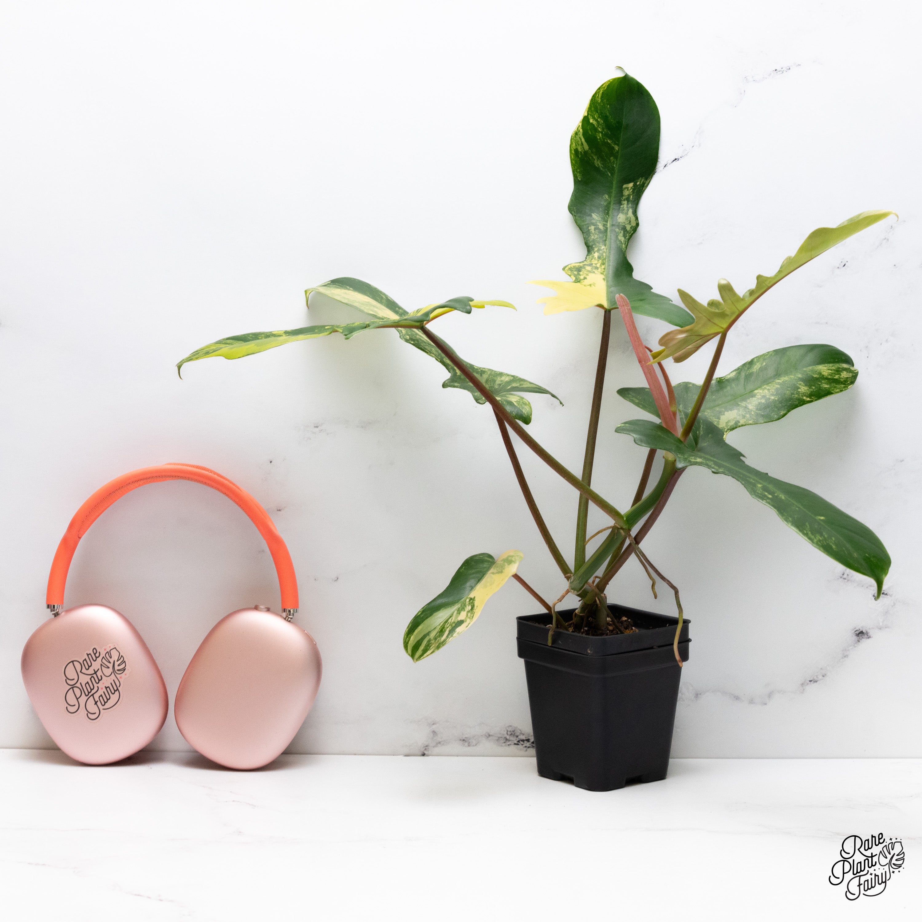 Philodendron 'Florida Beauty' x Mayoi (wk36-H) – Rare Plant