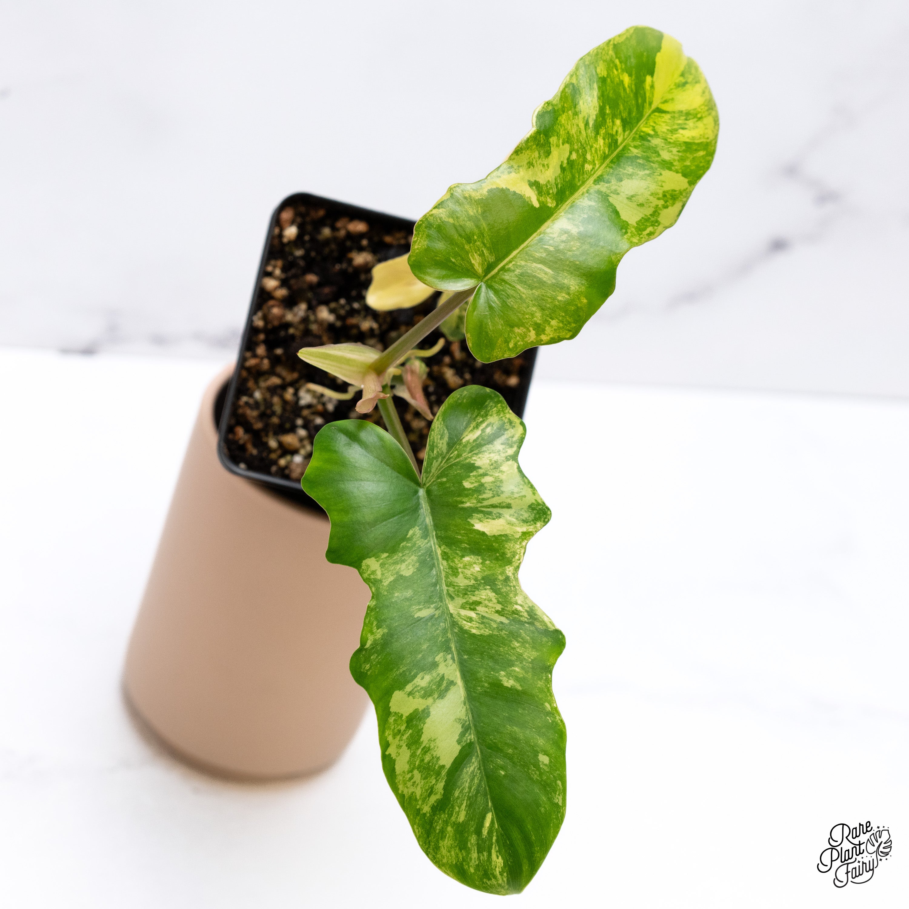 Philodendron 'Florida Beauty x Mayoi' (wk39-C) – Rare Plant Fairy