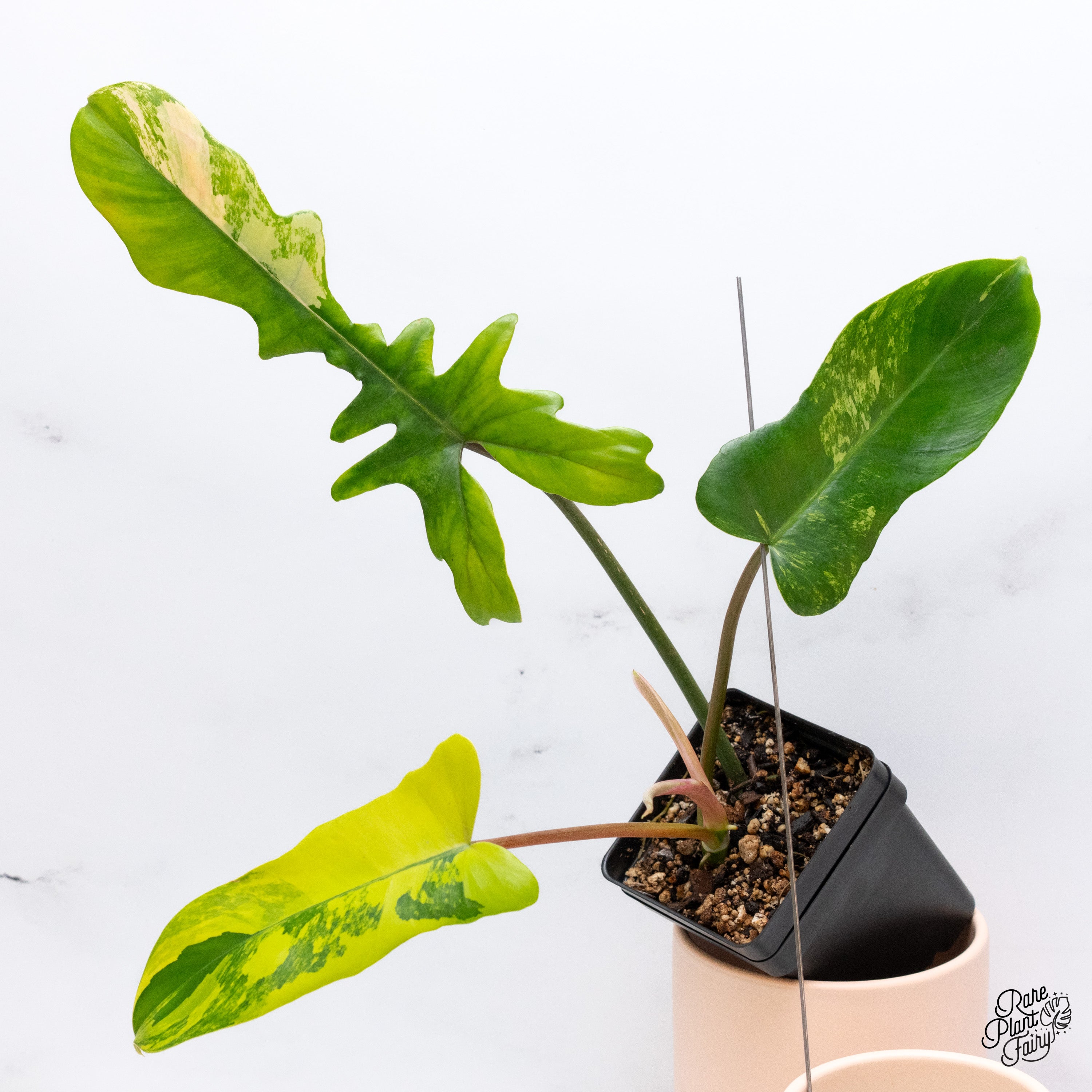 Philodendron 'Florida Beauty' x Mayoi (wk39-E) – Rare Plant