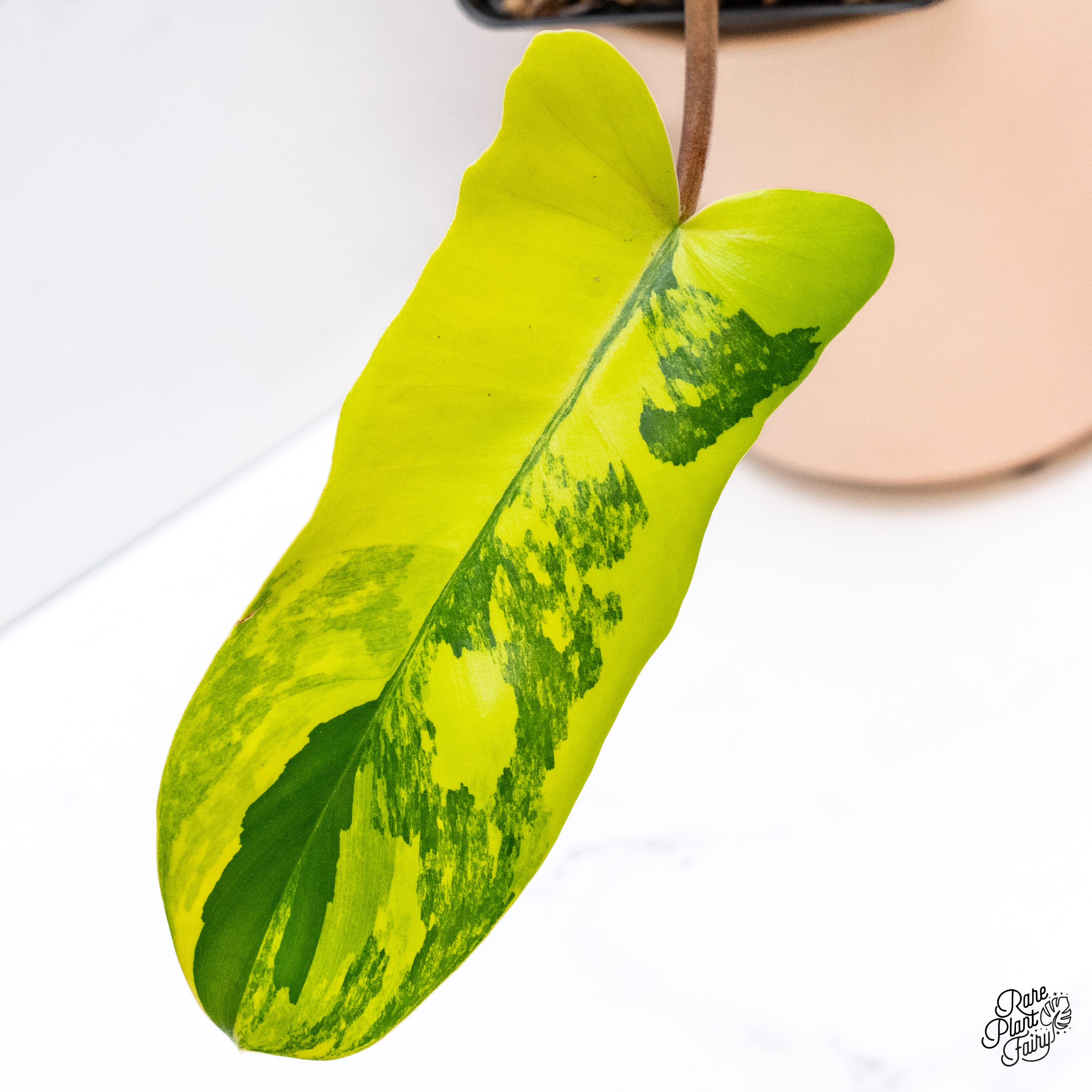 その他観葉植物 2x Philodendron florida beauty x mayoi Philodendron (Florida Beauty x Mayoi) variegated - Thai