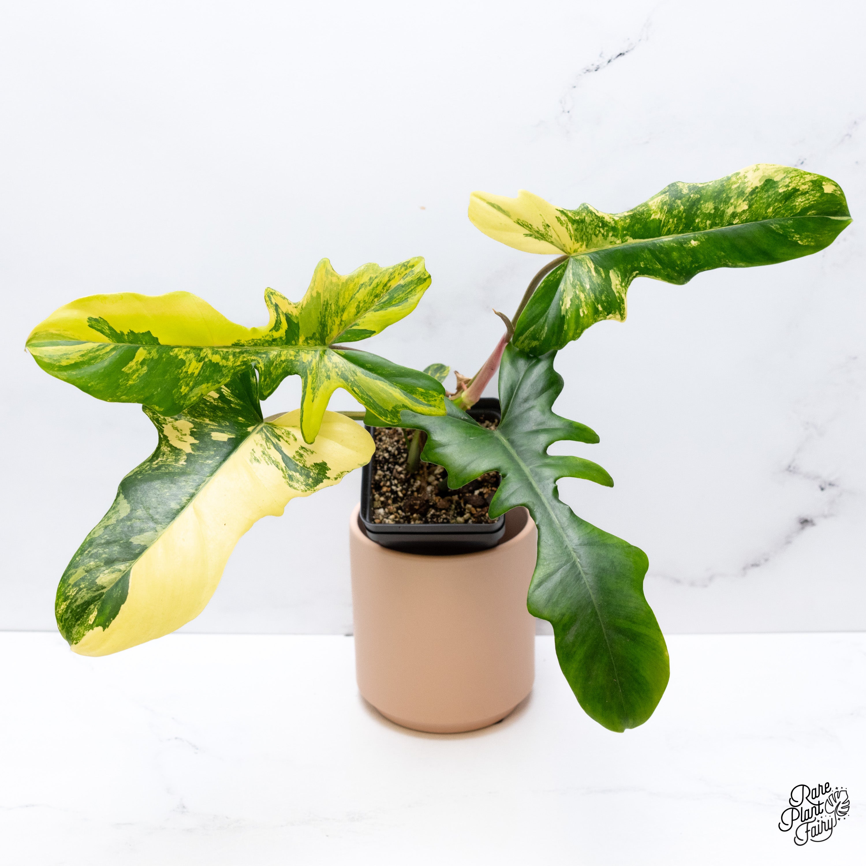 希少　Philo florida beuaty X Mayoi Philodendron 'Florida Beauty x Mayoi' (wk39-G) – Rare Plant