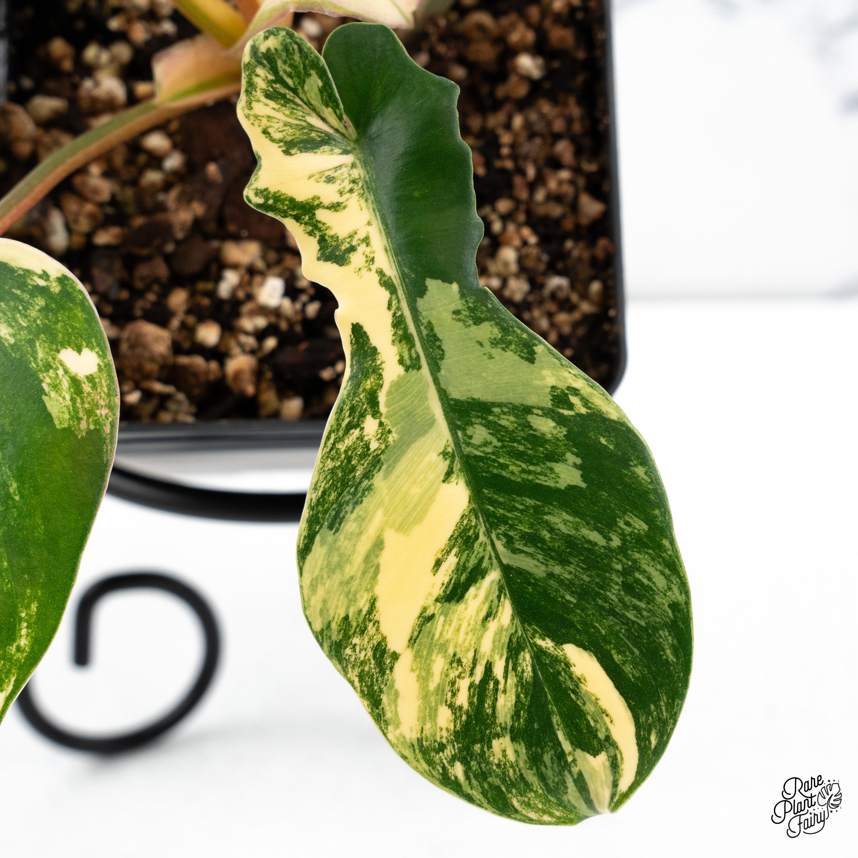 Philodendron 'Florida Beauty x Mayoi' Variegated (wk44-L) – Rare