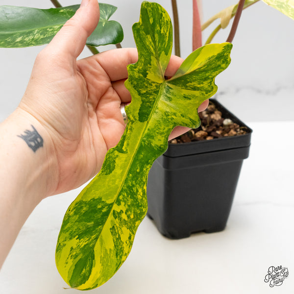 Philodendron 'Florida Beauty x Mayoi' Variegated (wk48-M)
